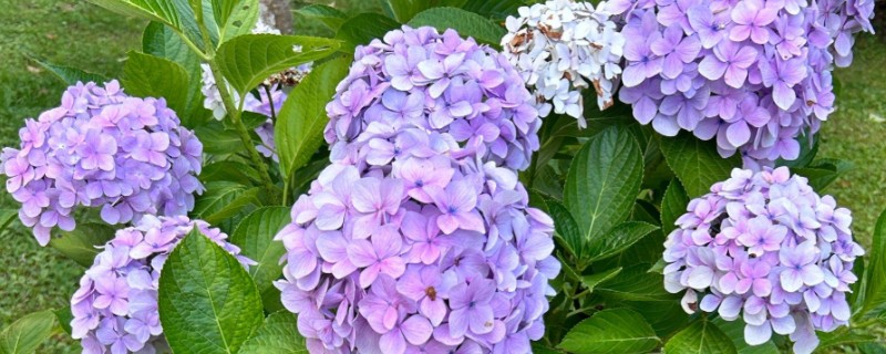 绣球花的养护方法，光照强度减弱后可接受全日照