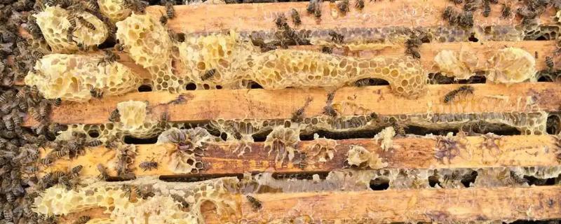 蜜蜂是怎么生产出蜂蜜的，首先要采集花蜜