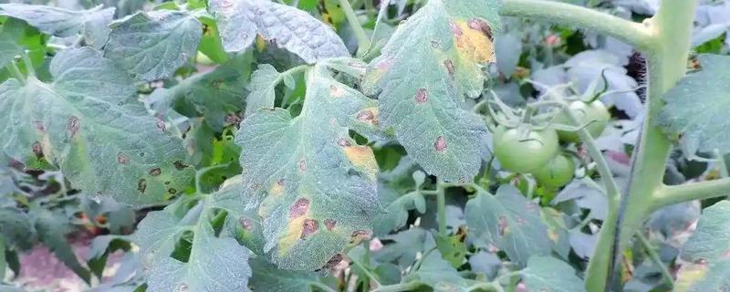 番茄早疫病的症状，发病初期叶片形成褐色坏死小点