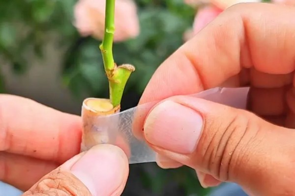 月季的嫁接方法，一年四季均可嫁接