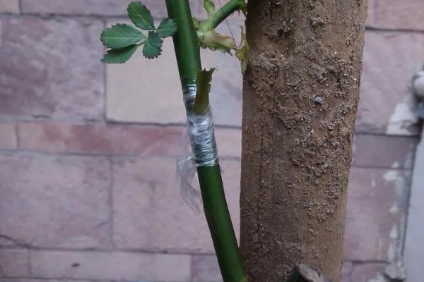 月季的嫁接方法，一年四季均可嫁接