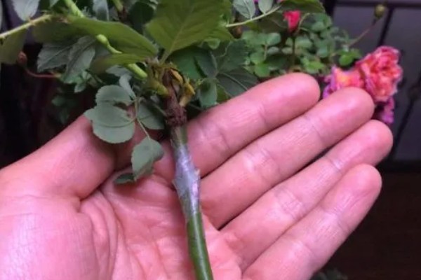 月季的嫁接方法，一年四季均可嫁接