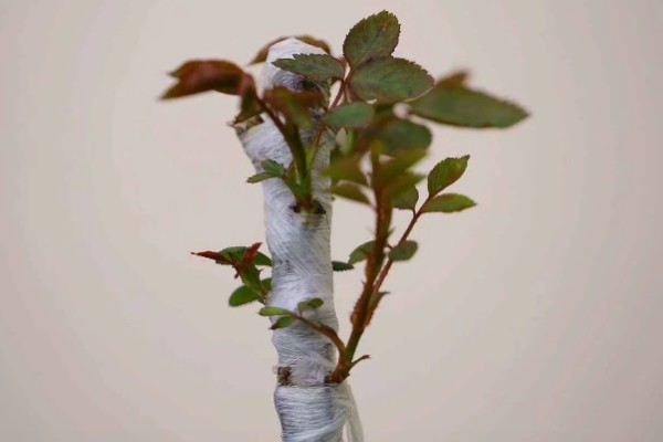 月季的嫁接方法，一年四季均可嫁接