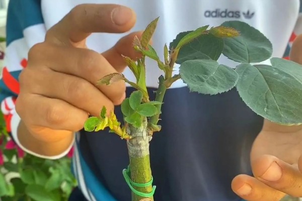 月季的嫁接方法，一年四季均可嫁接