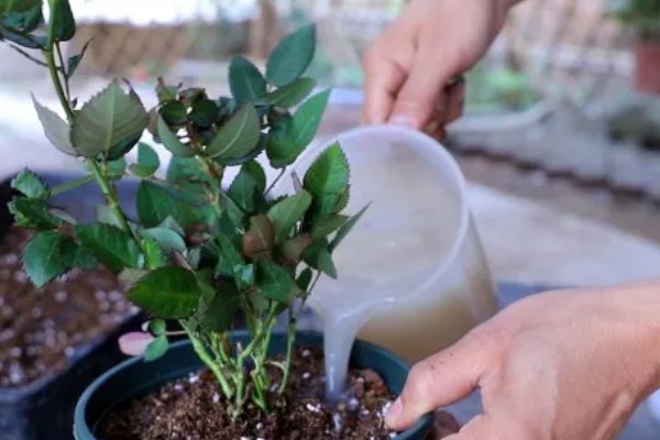 月季的嫁接方法，一年四季均可嫁接