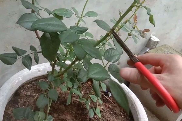 月季的嫁接方法，一年四季均可嫁接