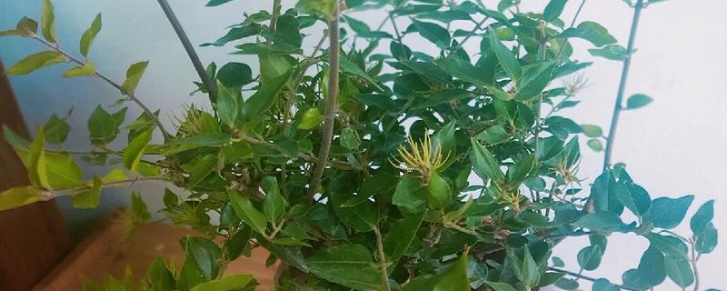 毛茉莉怎么养殖，花期追肥2-3次