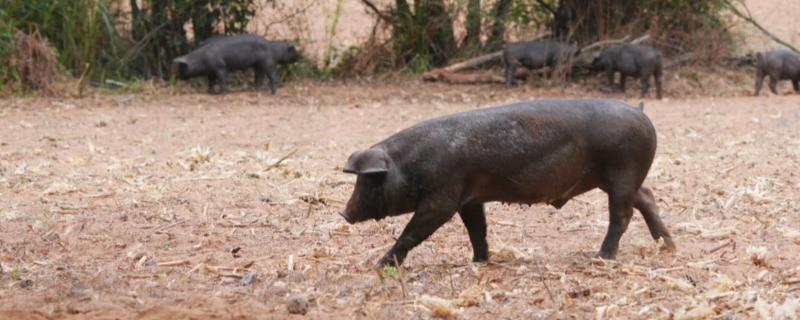 重庆市潼南县的特产，潼南萝卜具有无公害等特色