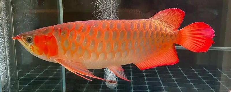 龙鱼是不是冷水鱼，主要分布在热带和亚热带地区