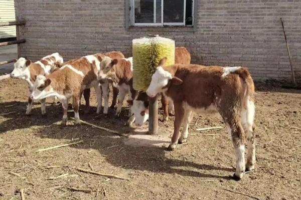 犊牛断奶后的饲养方法，随着月龄的增长逐渐增加精料的饲喂量