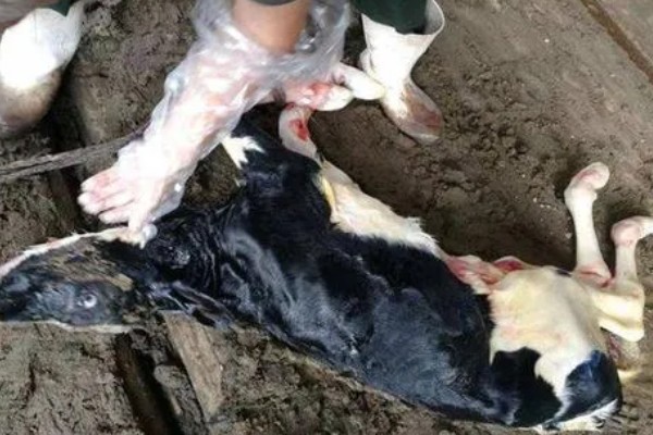 犊牛断奶后的饲养方法，随着月龄的增长逐渐增加精料的饲喂量
