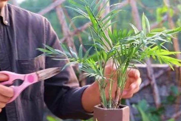 袖珍椰子怎么养殖，春夏季节每隔15天追肥一次