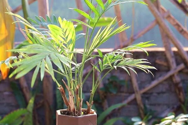 袖珍椰子怎么养殖，春夏季节每隔15天追肥一次