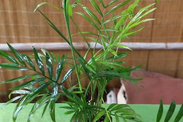 袖珍椰子怎么养殖，春夏季节每隔15天追肥一次