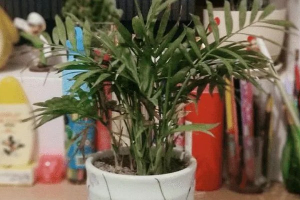 袖珍椰子怎么养殖，春夏季节每隔15天追肥一次