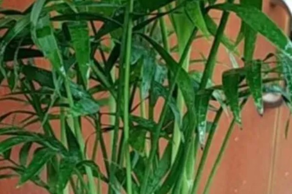 袖珍椰子怎么养殖，春夏季节每隔15天追肥一次