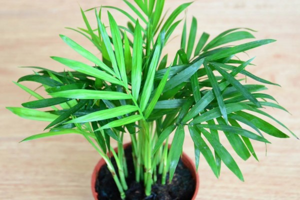 袖珍椰子怎么养殖，春夏季节每隔15天追肥一次