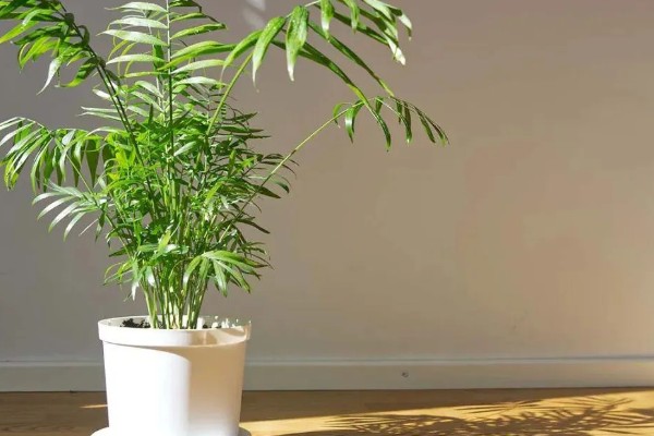 袖珍椰子怎么养殖，春夏季节每隔15天追肥一次