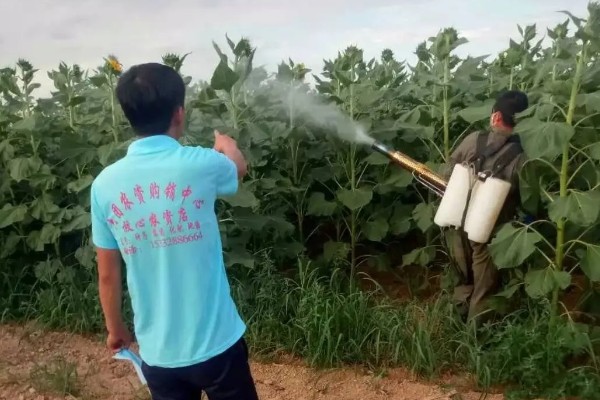 葵花苗前封闭除草剂怎么用，经过二次稀释会更加安全