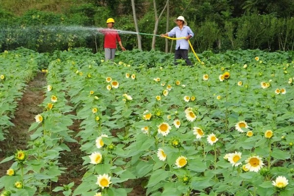 葵花苗前封闭除草剂怎么用，经过二次稀释会更加安全