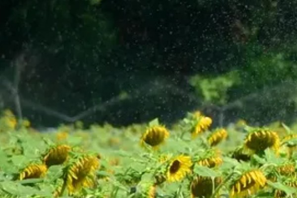 葵花苗前封闭除草剂怎么用，经过二次稀释会更加安全