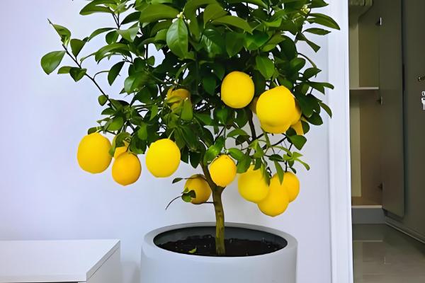 中国柠檬的产地,产自台湾、广东、广西等地