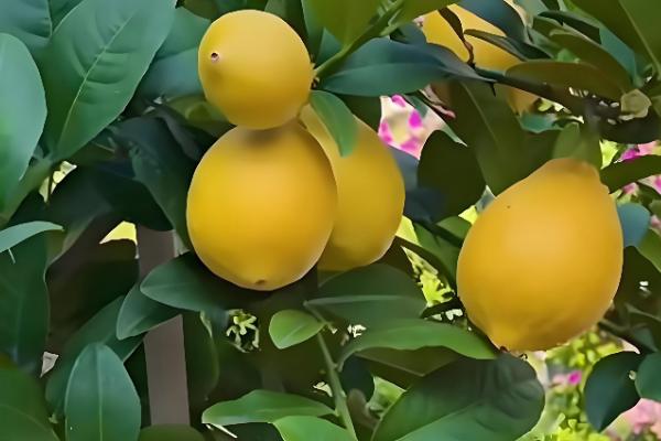 中国柠檬的产地,产自台湾、广东、广西等地