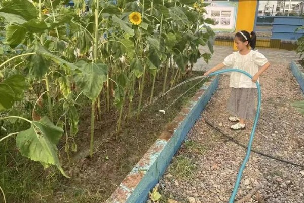 葵花苗前封闭除草剂怎么用，经过二次稀释会更加安全
