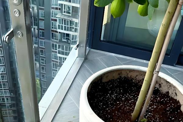 中国柠檬的产地,产自台湾、广东、广西等地