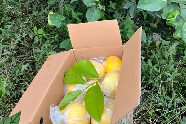 中国柠檬的产地,产自台湾、广东、广西等地