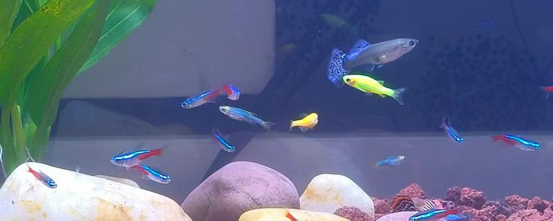 观赏鱼要不要一直打氧，大型品种要持续打氧才能保证生存