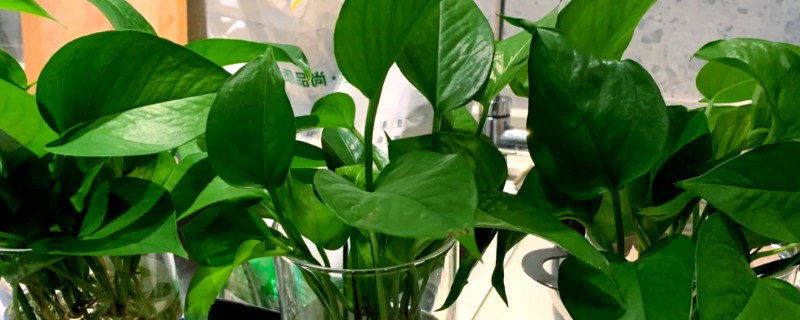 绿萝冬季叶子发黄如何处理，土培植株要把室温保持在10℃以上