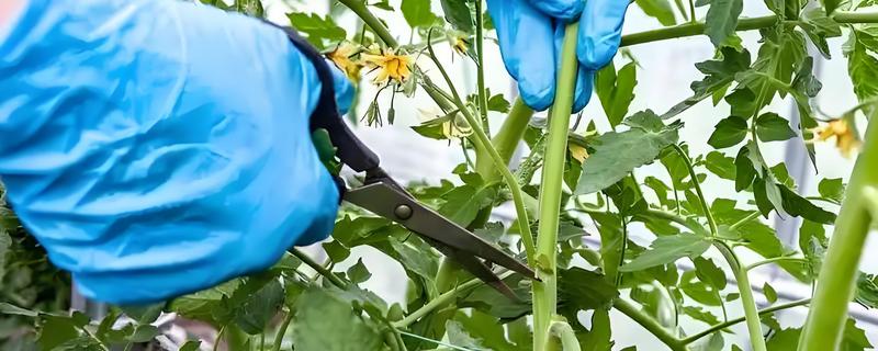 西红柿的打叶方法，老叶、厚重叶都要清除