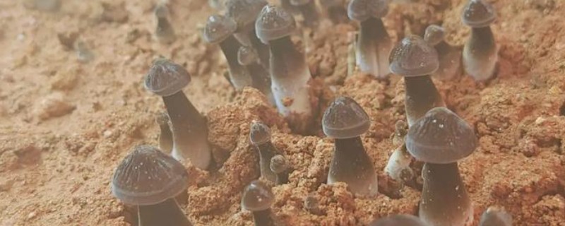 怎么种植蘑菇,出菇初期把湿度保持在70%左右