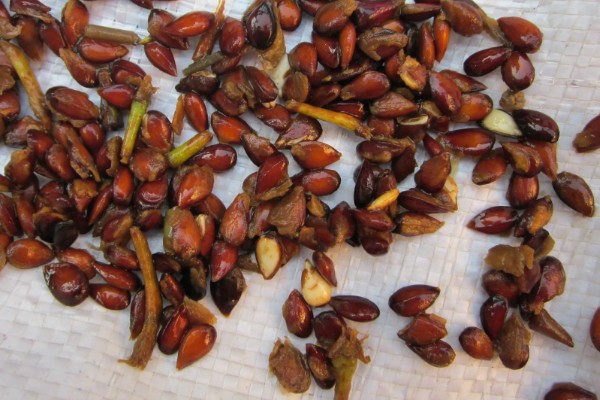 提子籽可以种出提子吗，是可以种出提子来的