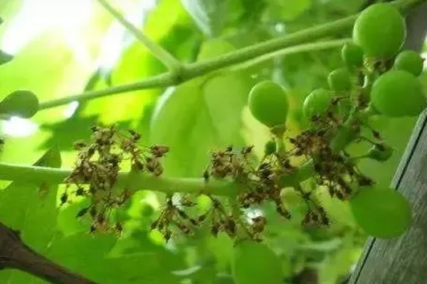 提子籽可以种出提子吗，是可以种出提子来的