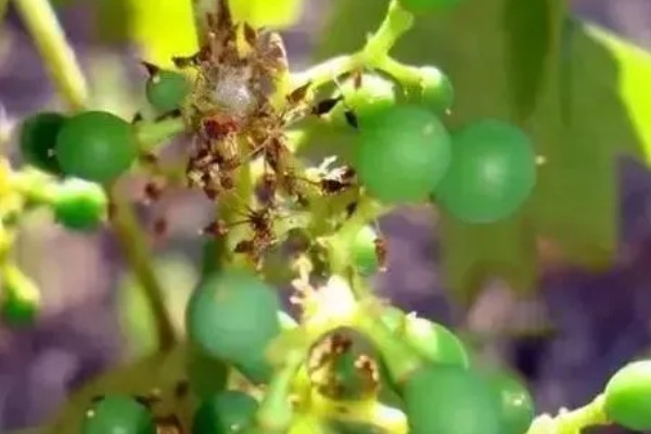 提子籽可以种出提子吗，是可以种出提子来的