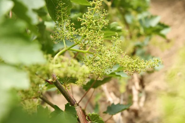 提子籽可以种出提子吗，是可以种出提子来的