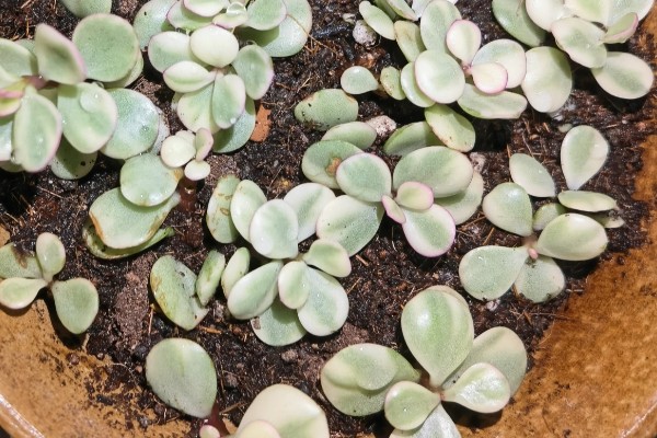 雅乐之舞的繁殖方法，扦插是适宜选择