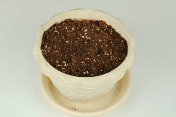 雅乐之舞的繁殖方法，扦插是适宜选择