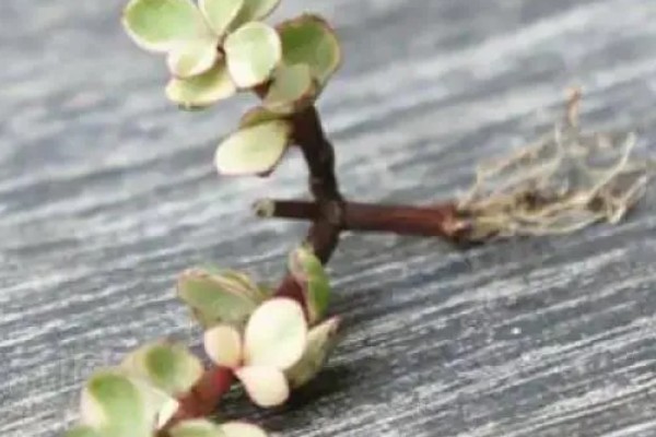 雅乐之舞的繁殖方法，扦插是适宜选择