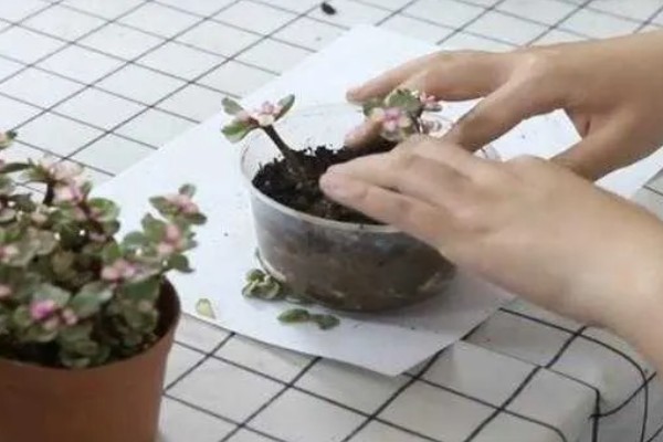 雅乐之舞的繁殖方法，扦插是适宜选择