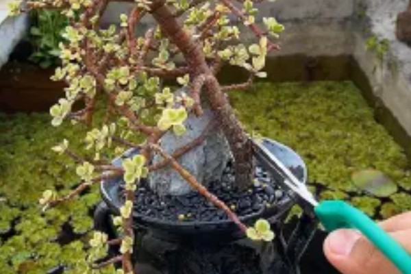 雅乐之舞的繁殖方法，扦插是适宜选择