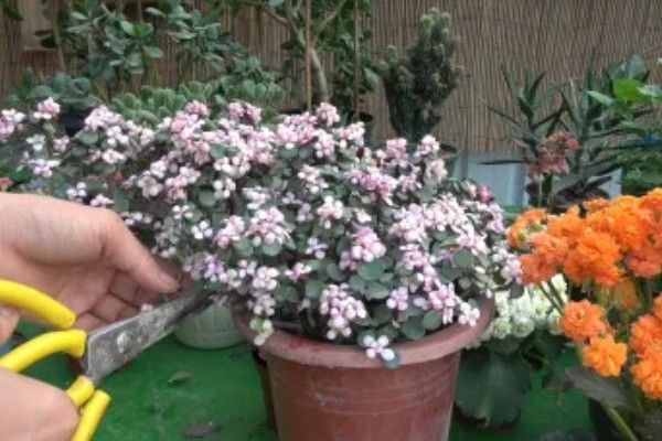 雅乐之舞的繁殖方法，扦插是适宜选择