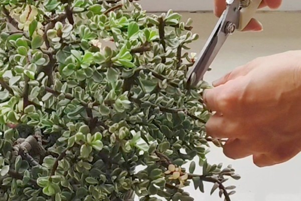 雅乐之舞的繁殖方法，扦插是适宜选择