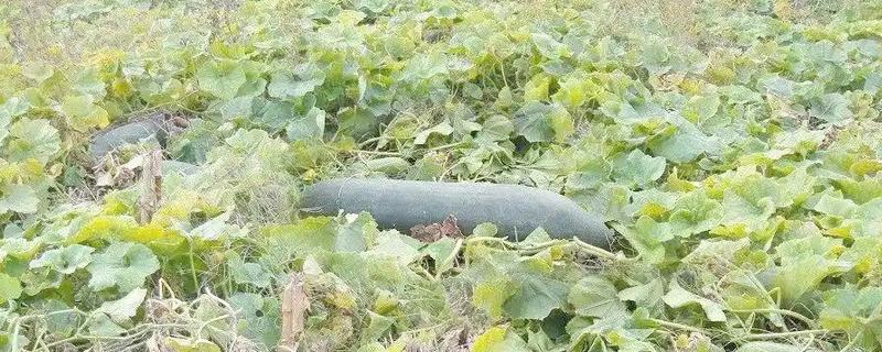 爬地冬瓜的株行距，株距40厘米左右、行距33厘米左右