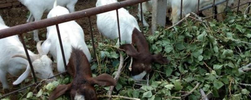 杨树叶喂羊好不好，粗蛋白含量高适合饲喂