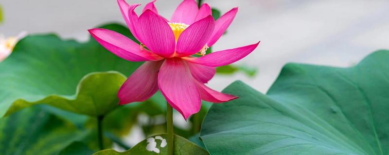 荷花在什么时候开，在夏季开花