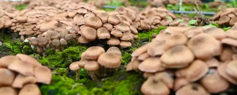 榛蘑的栽培方法，15度左右是子实体生长最适温度