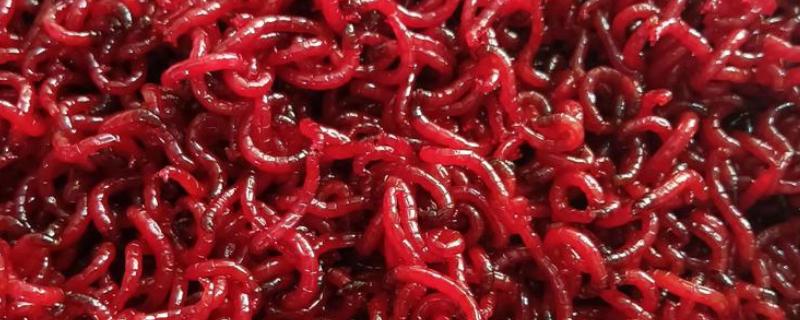 红虫有哪些形态特点，其幼虫体圆柱形